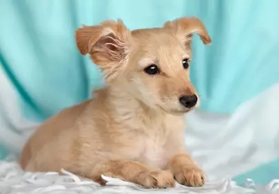 Adorable Golden Puppy with Captivating Eyes