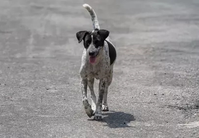 Heartwarming Glimpse: A Resilient Stray Puppy's Street Journey