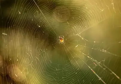 Enchanting Spider Web: Nature's Golden Trap