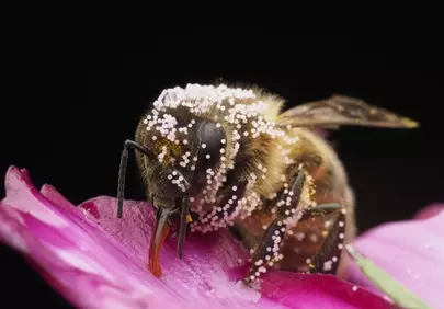 Stunning Macro: Bee Covered in Pollen on Pink Petal