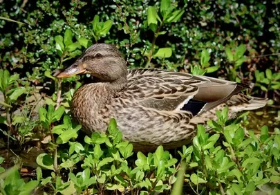 Serene Female Mallard Nestled in Lush Spring Foliage