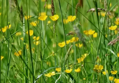 Vibrant Yellow Buttercups Dancing in a Lush Green Meadow