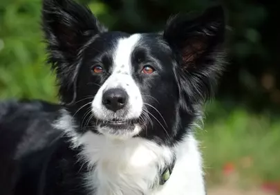 Captivating Gaze: Intelligent Border Collie Portrait