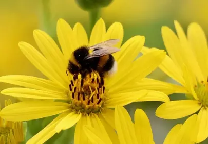 Vibrant Yellow Bloom: Bumblebee's Nectar Delight