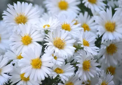 Vibrant White Asters: Autumn's Cheerful Bloom