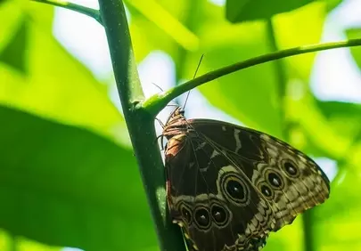 Majestic Butterfly Perched on Vibrant Green Foliage