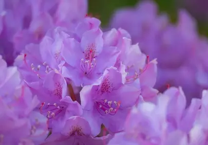 Vibrant Rhododendron: A Burst of Purple Spring Beauty