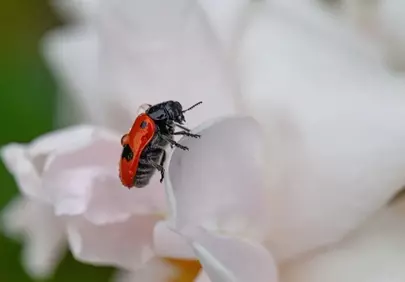 Vibrant Ladybug Adorning a Delicate White Rose