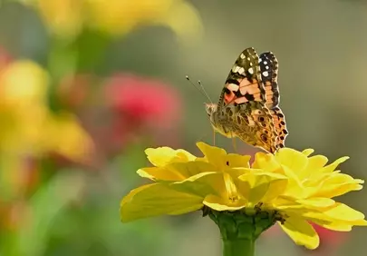 Vibrant Butterfly on Zinnia: Summer's Pollination Dance