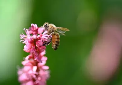 Vibrant Macro: Honeybee Pollinating Knotweed Flower