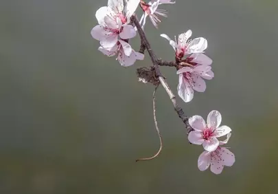 Delicate Peach Blossoms: Spring's Romantic Awakening