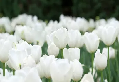 Stunning White Tulip Field: A Gentle Spring Bloom