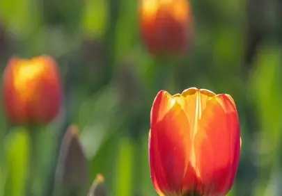 Vibrant Red Tulip Bathed in Golden Sunlight