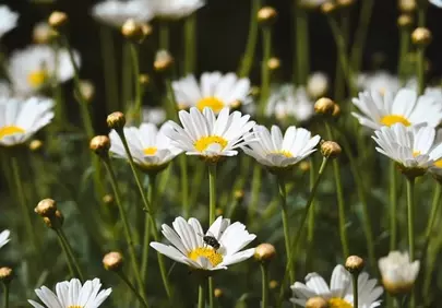 Vibrant Spring Daisies: A Macro Shot of Nature's Delicate Beauty