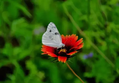 Vibrant Summer: White Butterfly on Red Gaillardia Flower