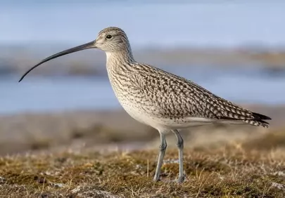 Stunning Curlew: Endangered Shorebird in Natural Tundra Habitat