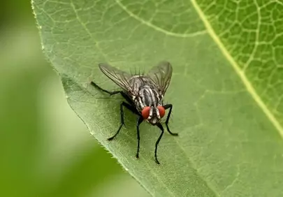 Stunning Macro: Fly with Compound Eyes on a Vibrant Leaf