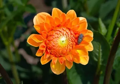 Vibrant Orange Dahlia with a Tiny Visitor: A Summer Garden Scene