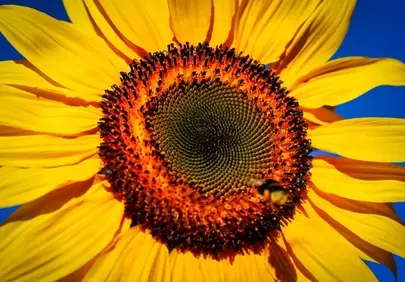 Vibrant Sunflower Macro: A Bee's Golden Feast