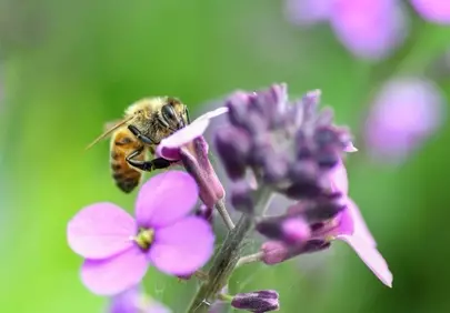 Vibrant Purple Gillyflower with Busy Pollinating Bee Macro
