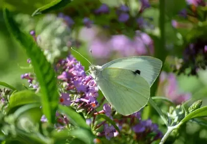 Enchanting Cabbage White Butterfly on Lilac Bloom