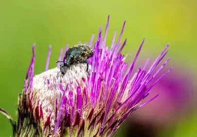 Macro Marvel: Beetle on Vibrant Thistle in Spring