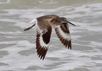 Graceful Crane Gliding: Wildlife in Flight over Shimmering Waters