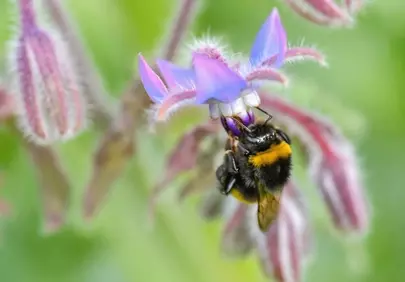 Vibrant Bumblebee Pollinating a Purple Borage Flower