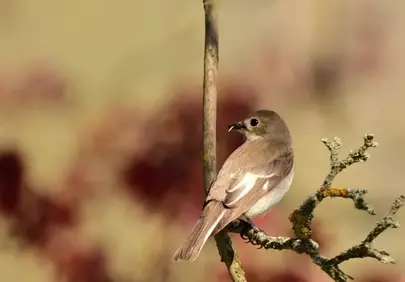 Charming Brown Bird Perched: A Serene Wildlife Moment