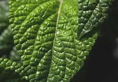Vibrant Green Leaf: Intricate Macro Nature Details