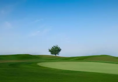 Serene Solitude: Lone Tree on a Verdant Golf Course