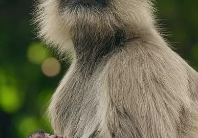 Tender Embrace: Mother Monkey and Infant in the Jungle