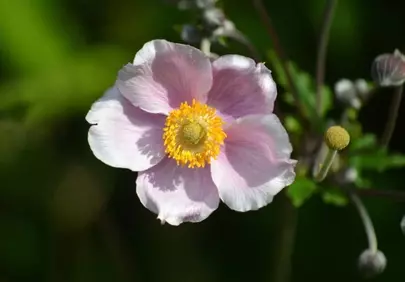 Vibrant Pink Japanese Anemone: A Summer Garden's Delight