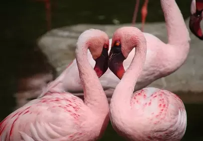 Enchanting Flamingo Embrace: A Heartfelt Wildlife Portrait