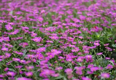 Vibrant Purple Meadow: A Symphony of Spring Blooms
