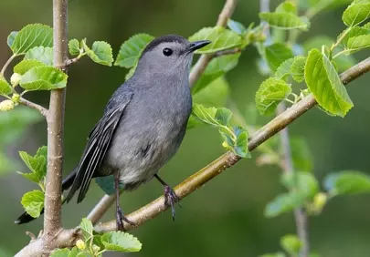 Vibrant Catbird Perched Amidst Lush Spring Foliage