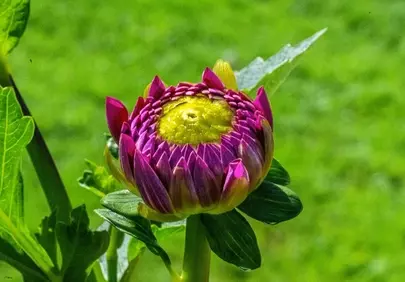 Vibrant Dahlia Bud: Nature's Unfolding Purple Masterpiece
