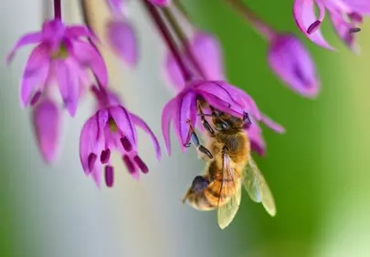 Vibrant Macro: Busy Bee Pollinating Purple Flowers