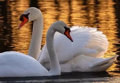 Golden Sunset Serenade: Swans' Elegant Water Dance