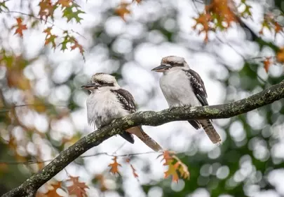 Charming Kookaburras Perched in Autumnal Foliage