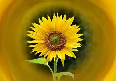 Vibrant Sunflower in Golden Spiral: Nature's Bright Embrace