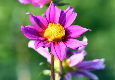 Vibrant Summer Dahlia Blooms in a Lush Garden