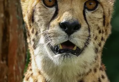 Fierce Feline: Majestic Cheetah's Intense Gaze