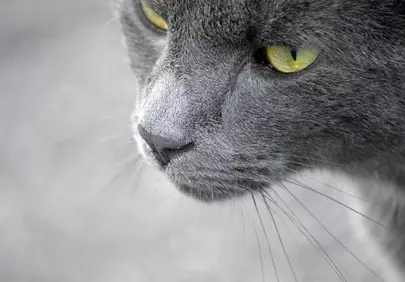 Captivating Gaze: Close-up of a Grey Cat with Piercing Yellow Eyes