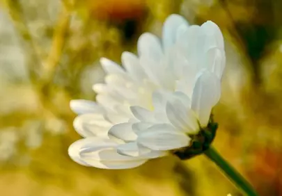 Stunning White Chrysanthemum Bloom in Golden Autumn Light