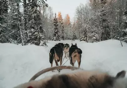 Thrilling Winter Adventure: Husky Sledding Through a Snowy Forest