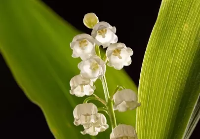 Enchanting Lily of the Valley: Delicate White Bell Blooms