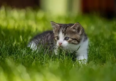 Adorable Kitten's First Outdoor Adventure in Lush Green Grass