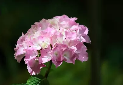 Vibrant Pink Hydrangea: Summer Garden Bloom Close-Up