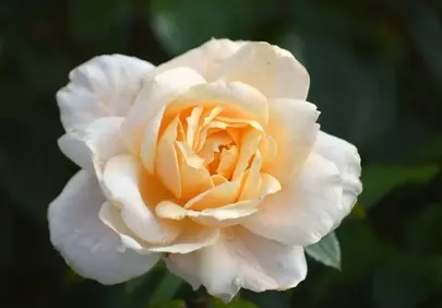 Stunning White-Yellow Rose: Delicate Floral Beauty in 4K